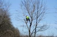Kansas City Tree Service Pros image 10